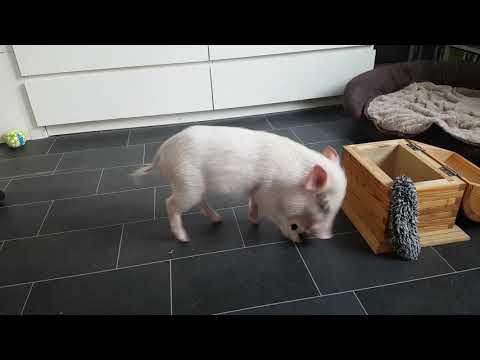 Paul the pig clears his room