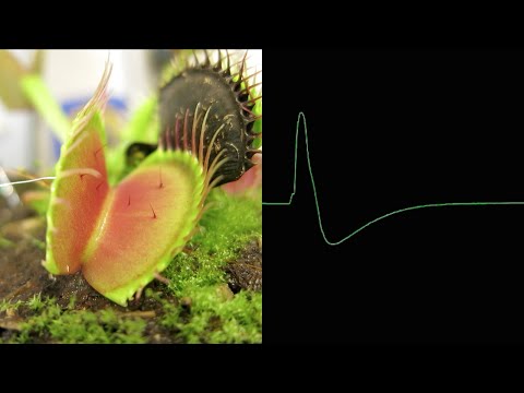 Action Potentials from Venus Fly Traps