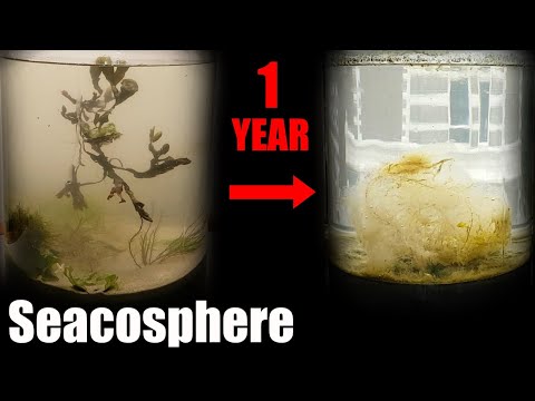 A Year Ago I Put Saltwater in a Jar, This Happened | Natural saltwater ecosphere 1 year update