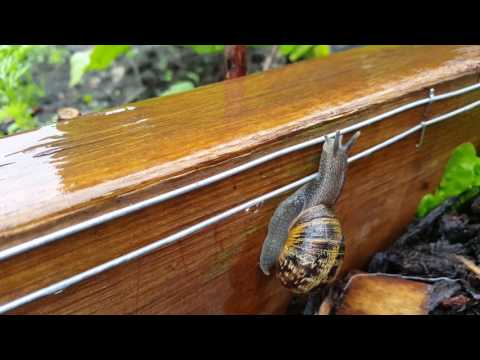 Snail Electric Fence