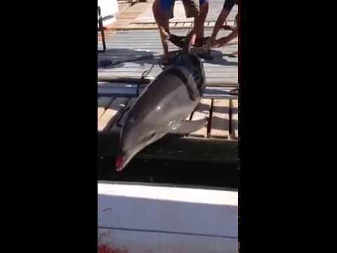 Dolphin released after jumping into small family boat