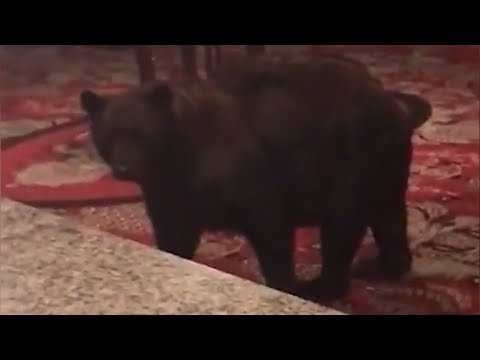 Watch this bear wander through the lobby of the Stanley Hotel