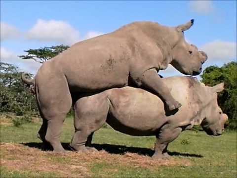 Northern White Rhinos, Suni and Najin, Mate Again!