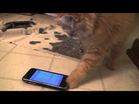 Cute texting kitten