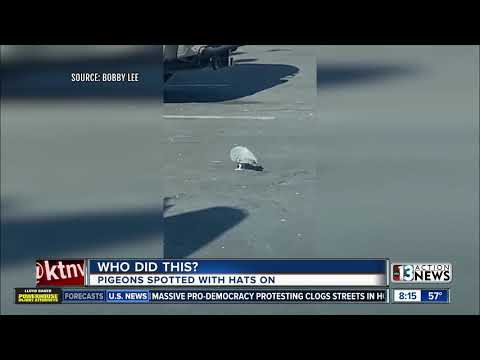 Who did this? Pigeons spotted with hats in Las Vegas