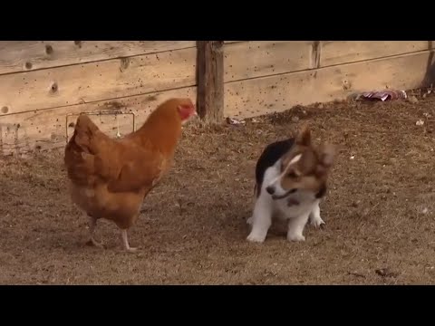 Corgi vs. Chicken - Fight!