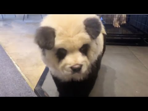 A panda? A dog? Or a &#039;panda dog&#039;?