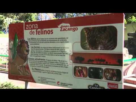 Narco-pets Overwhelm Mexico&#039;s Zoos