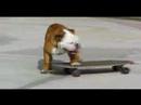 Skateboarding Dog