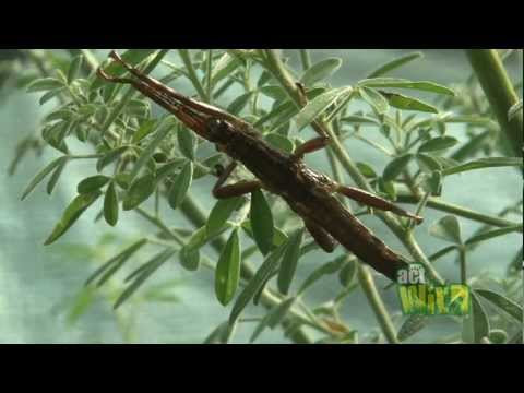 Act Wild for Lord Howe Island Stick Insects