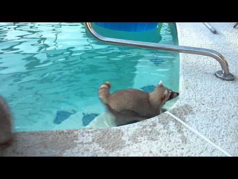 Raccoon swims in pool