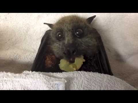 Flying-Fox (bat) eats grapes: this is Sully