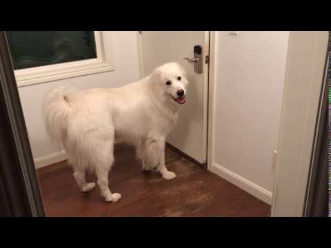 The Great Escape, Great Pyrenees Edition