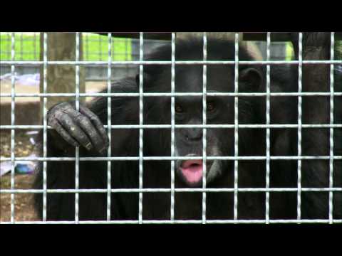 Chimpanzee Testing: Is it the Beginning of the End?