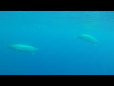 First underwater video of True´s beaked whales