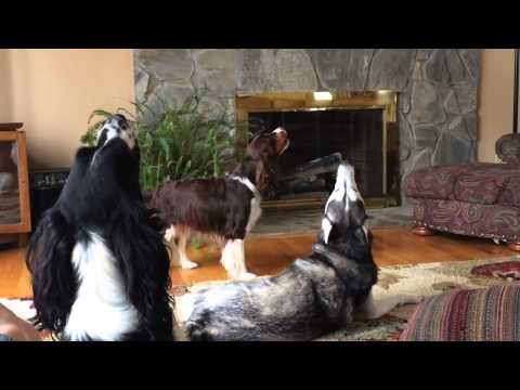 Annoyed Husky Howling