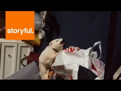 Archer the Arctic Fox Has Contagious Giggle (Storyful, Animals)