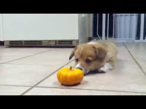 Corgi Puppy Can&#039;t Deal With Mini Pumpkin