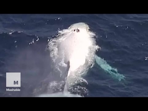 Awesome footage of rare white whale off the coast of Australia | Mashable