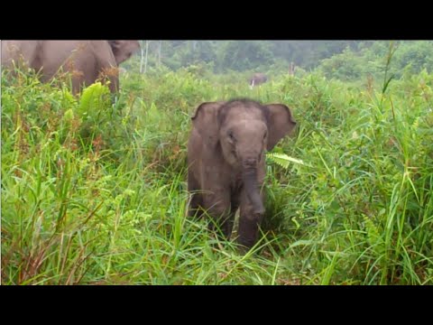 Betino the Flying Elephant Squad Calf Turns One