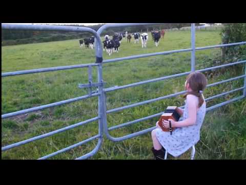 Grace Lehane playing to the cattle in Kilmichael Cork (Sharon Shannon style)