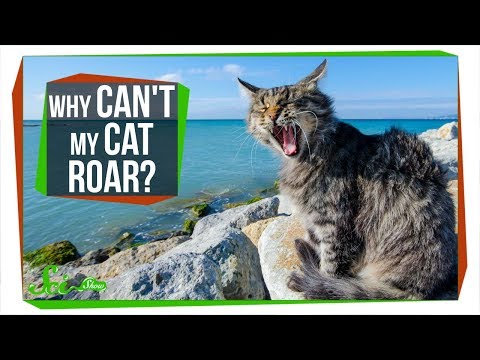 Why Can&#039;t My Cat Roar?