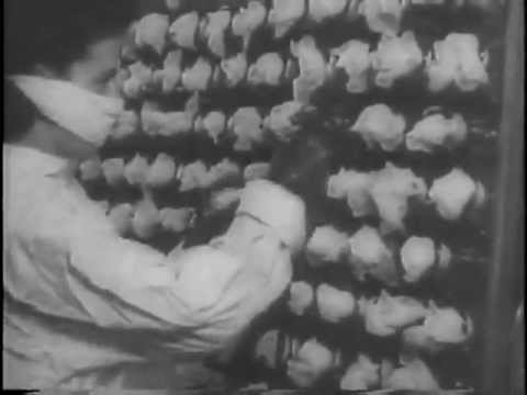 How Penicillin Was Mass Produced in WW2