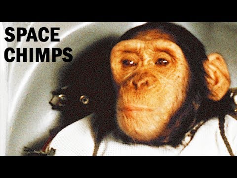 Chimp Test Pilots | Aeromedical &amp; Bioastronautics Research | USAF Documentary | 1967