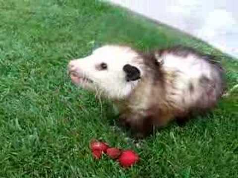 Mary Cummins, Animal Advocates, Opossum eating strawberries