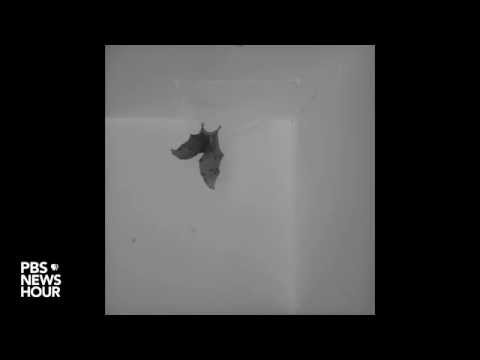 Bats twirl like Tony Hawk to land upside down