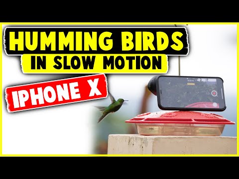 Hummingbirds in Slow Motion - iPhoneX and Moment Lens