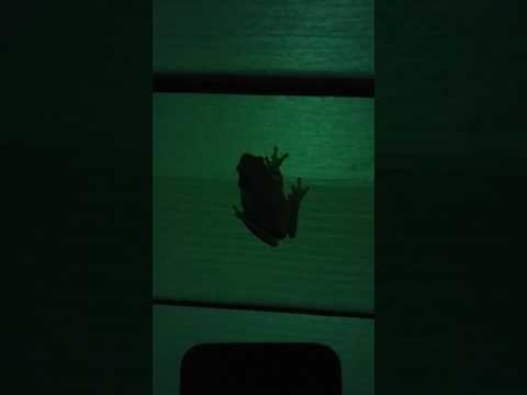 frog eats lightning bug