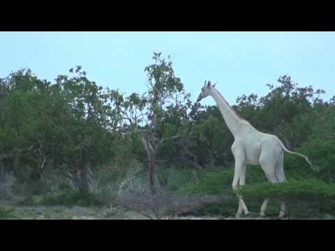 White giraffe