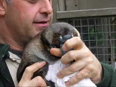 Senior platypus keeper Ian Elton with Ember.