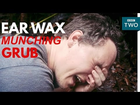 Jungle grub eats ear wax! - My Year with the Tribe - BBC