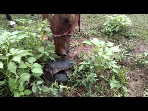 Curious Horse finds a Snapping Turtle