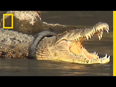 Rescuing Croc with Tire Wrapped Around Neck is a Race Against Time | National Geographic