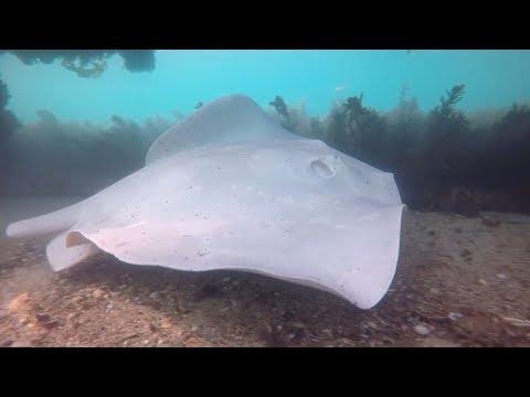 Rare Albino Stingray Filmed On Ocean Bed