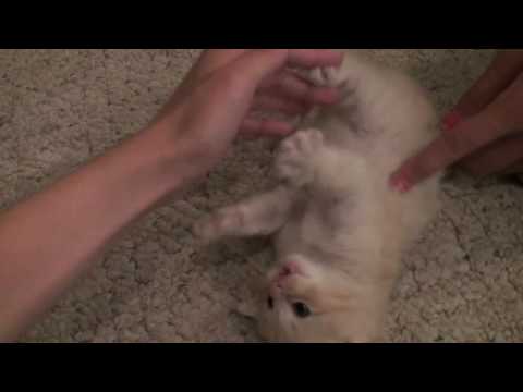 Tickling a kitten :)