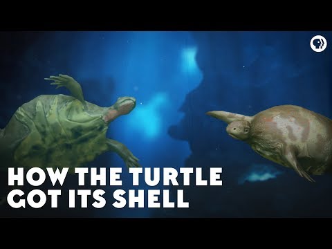 How the Turtle Got Its Shell