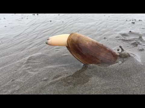 Clam Digs into Sand