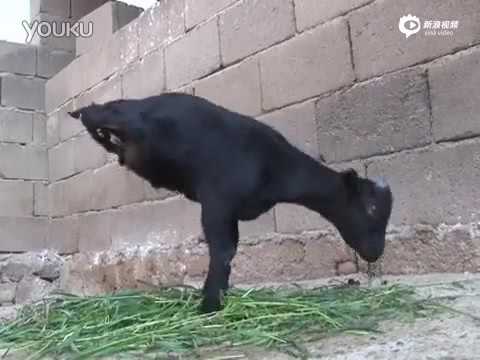 Two legged goat in southwest China&#039;s Yunnan running and living just like his siblings