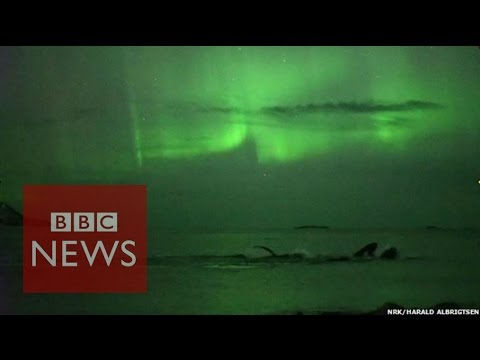 Whales play under the Northern Lights in Norway - BBC News