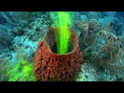 Sponges! | JONATHAN BIRD&#039;S BLUE WORLD