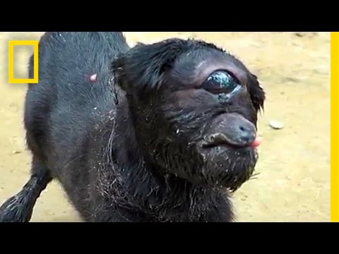 &quot;Cyclops&quot; Goat Born in India | National Geographic