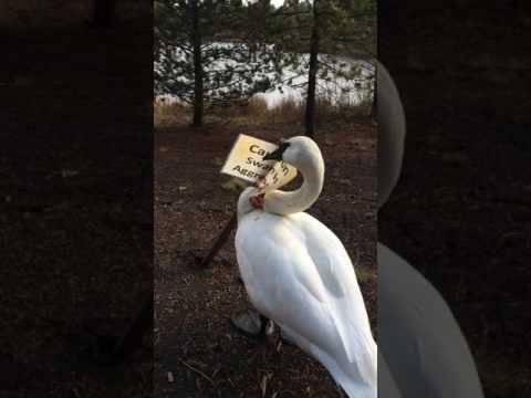 Chuck the Angry Swan