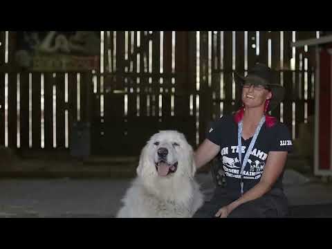 GREAT PYRENEES: LIVESTOCK GUARDIAN IN ACTION