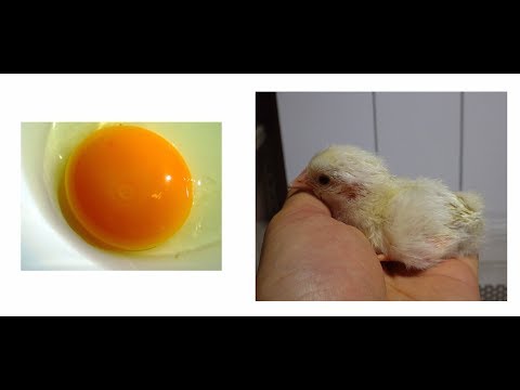 Observation of the Development of Chick Embryo