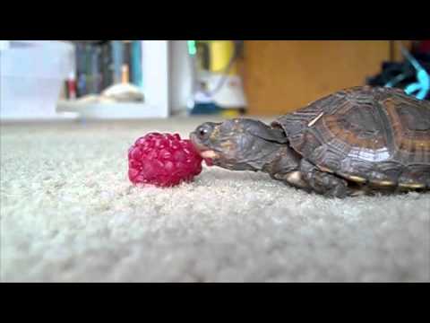 Baby Turtle Eating a Raspberry